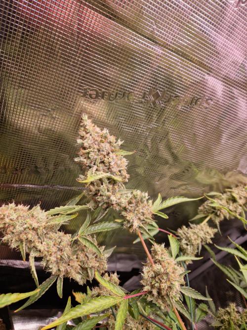 Sherbet Queen Auto. Week 11 - 17.7