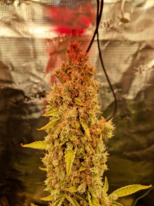 Sherbet Queen Auto. Week 11 - 17.7