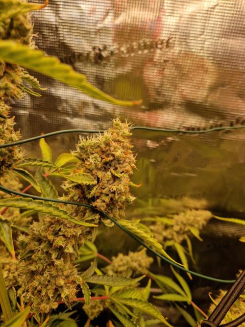 Sherbet Queen Auto. Week 11 - 17.7