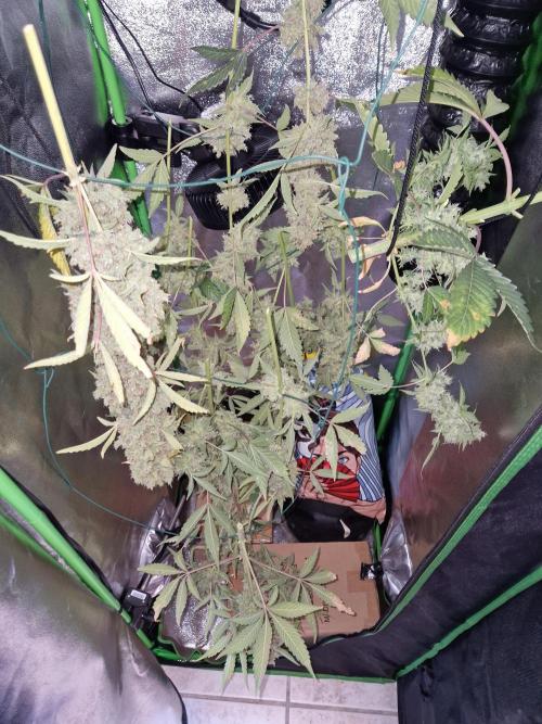 Sherbet Queen Auto. Week 11 - 17.7