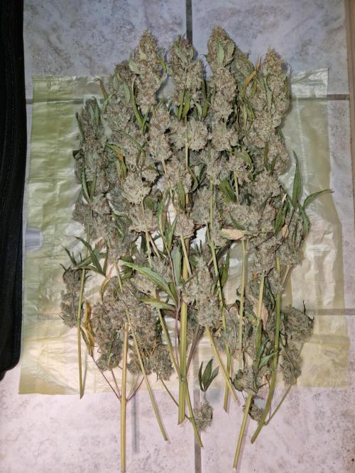 Sherbet Queen Automatic . Week 11