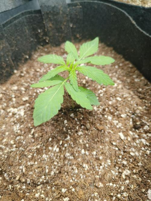 Senor Pina. Week 4