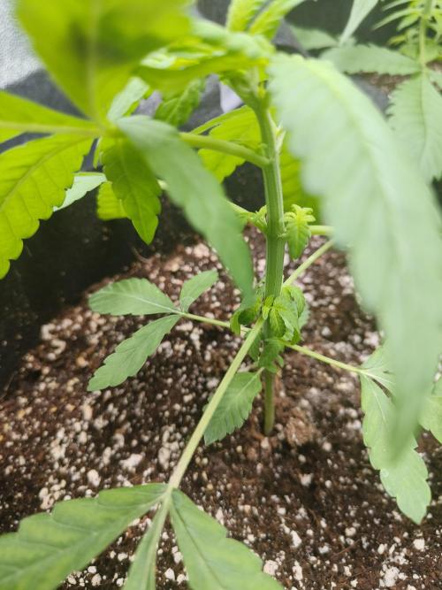 Ukhta Pina run. Week 6 - Day 38
