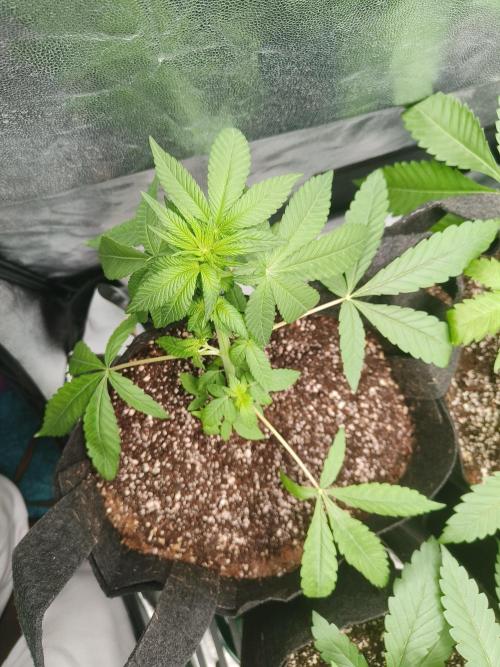 Ukhta Pina run. Week 7 - Day 45