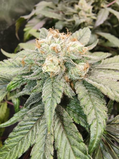 Senor Pina. Week 12
