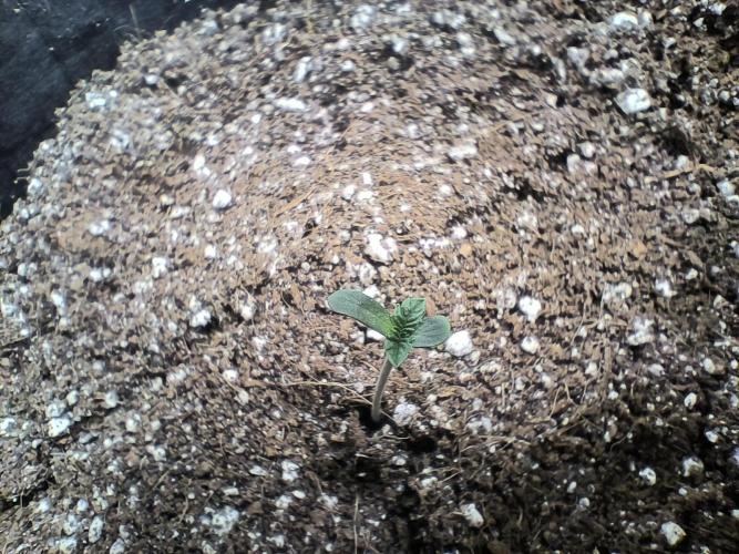 Jelly Donutz. Week 0