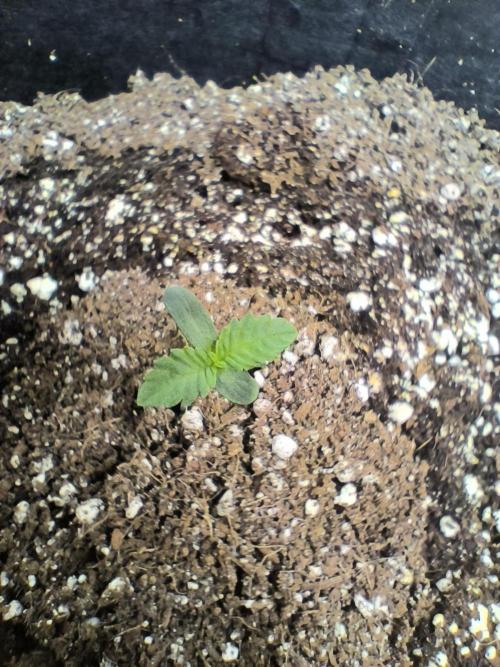 Jelly Donutz. Week 2