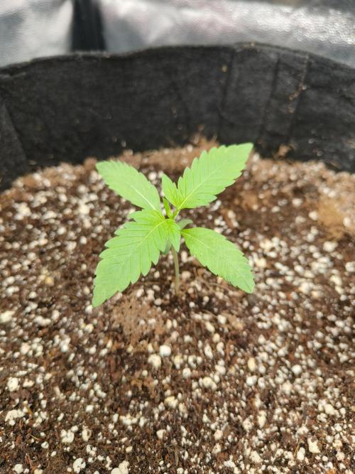 Jelly Donutz. Week 3