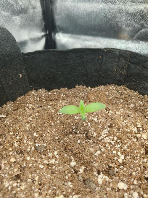 Jelly Donutz. Week 2