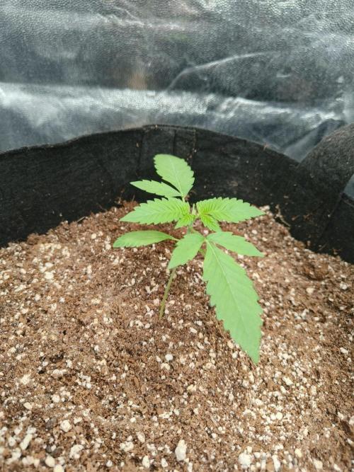Jelly Donutz. Week 4