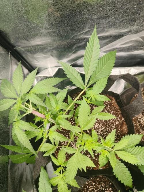 Jelly Donutz. Week 5