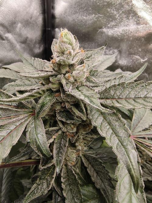 Jelly Donutz. Week 12