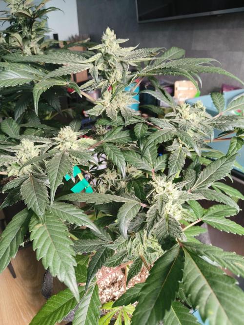 Jelly Donuts. Week 11