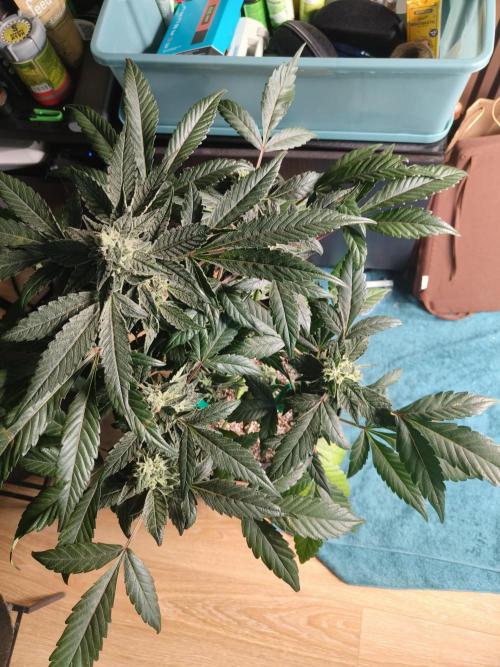 Jelly Donuts. Week 11