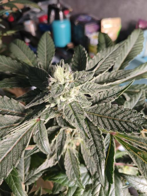 Jelly Donutz. Week 11