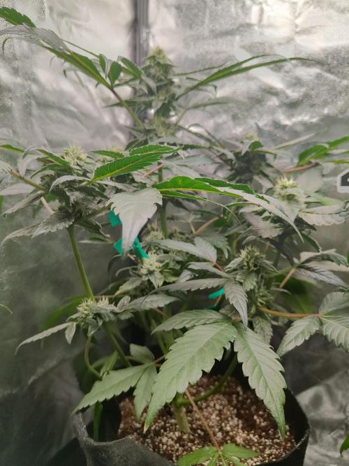 Jelly Donuts. Week 10