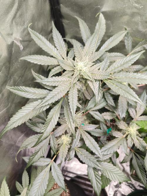 Jelly Donutz. Week 10