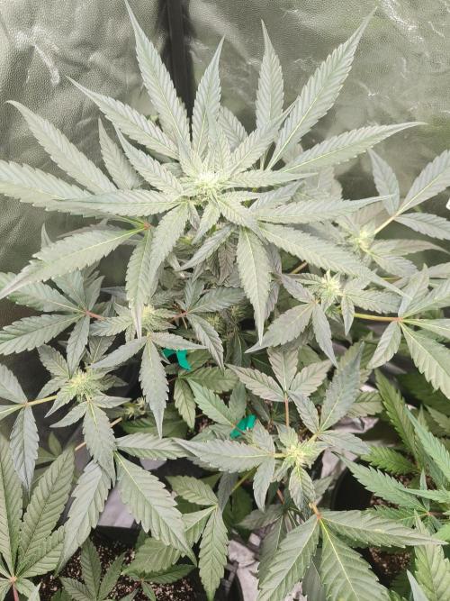 Jelly Donuts. Week 9