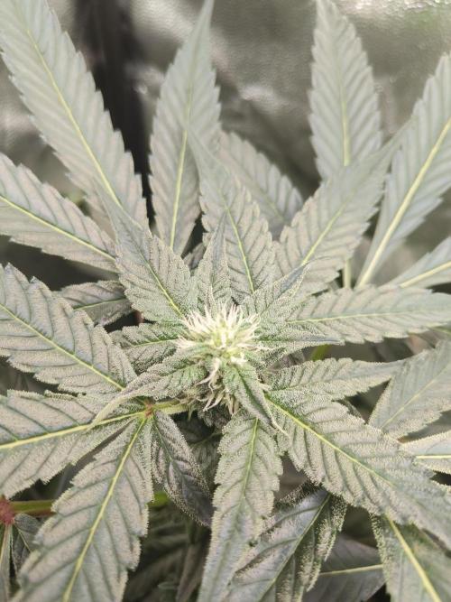 Jelly Donuts. Week 9