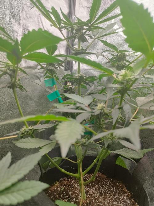 Jelly Donutz. Week 9