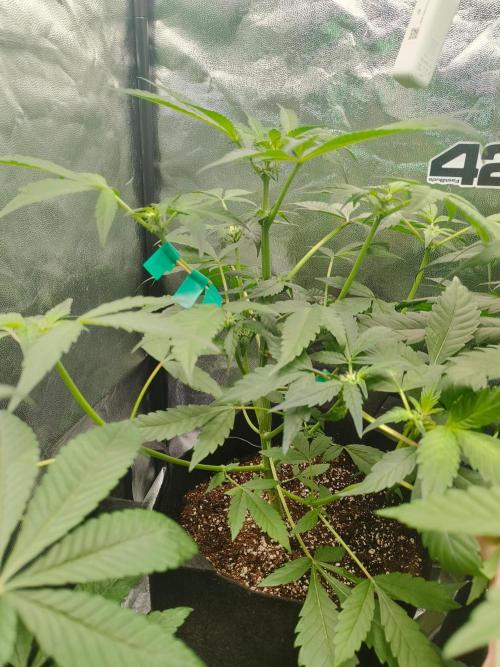 Jelly Donuts. Week 8
