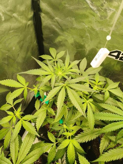 Jelly Donutz. Week 8