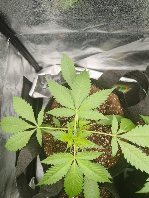 Jelly Donutz. Week 6