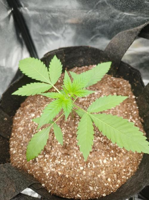 Jelly Donutz. Week 5