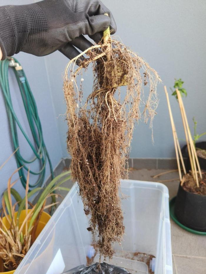 Ukhta Pina run. Week 12 - Weekest roots I've seen on coco