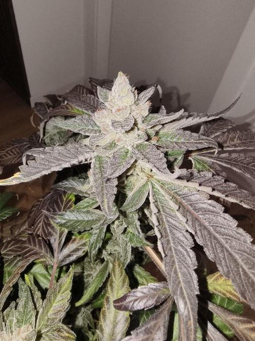 Jelly Donutz. Week 14