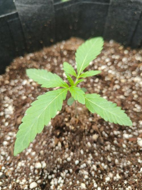 Permanent Velvet. Week 3