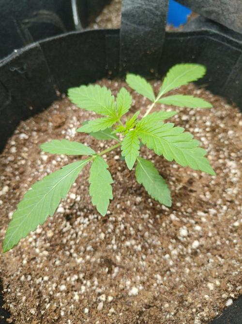Permanent Velvet. Week 4