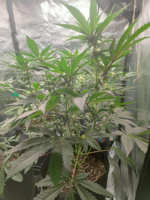 Permanent Velvet. Week 9