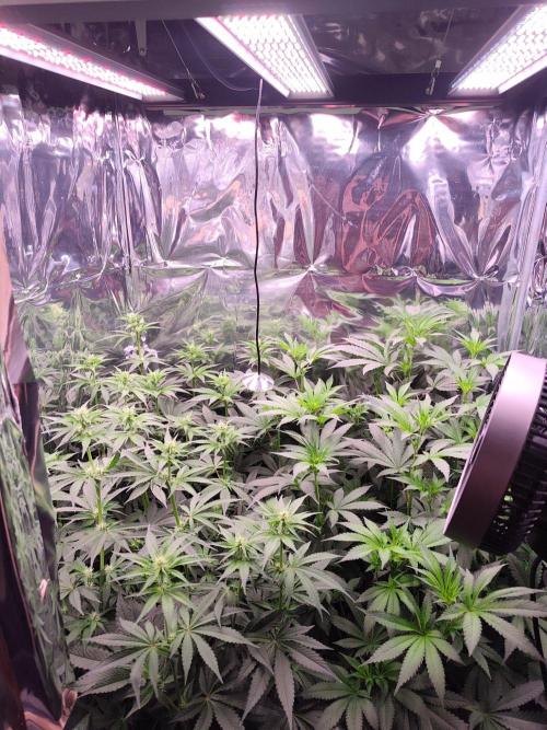 Session d'été. Week 8