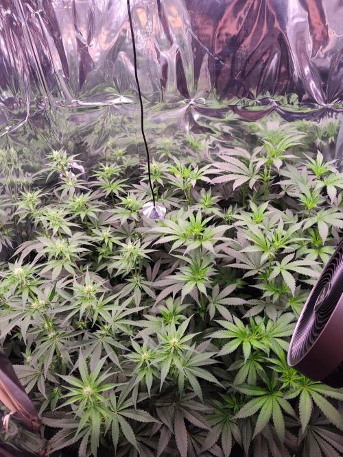 Session d'été. Week 8
