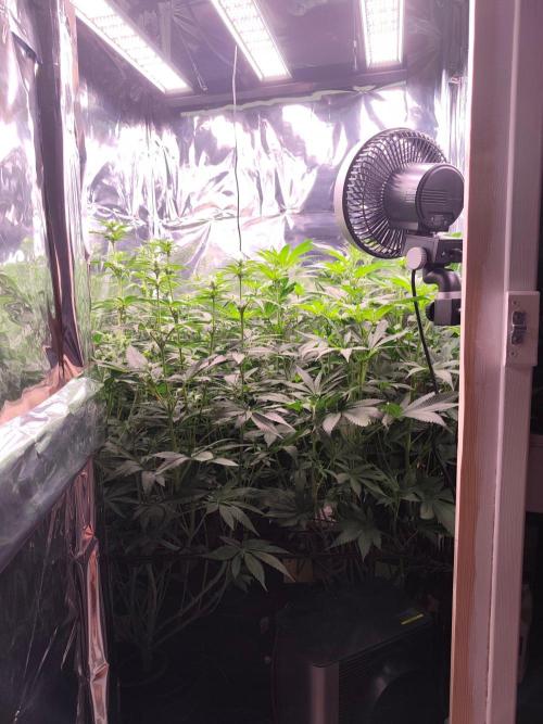 Session d'été. Week 8