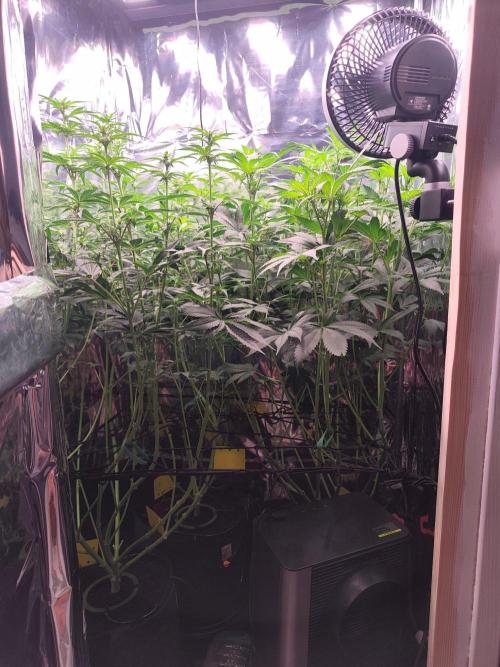 Session d'été. Week 8