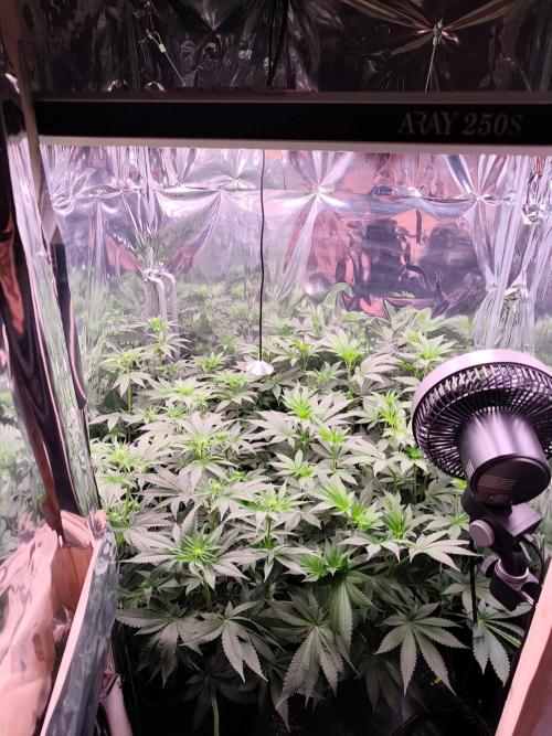 Session d'été. Week 7