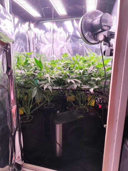Session d'été. Week 6