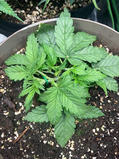 Esplosione. Week 2 - Lst continue