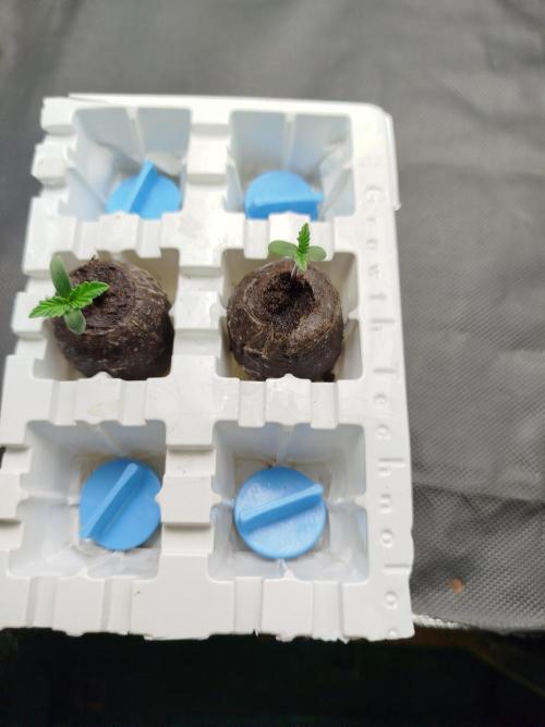 Můj první deník. Week 0