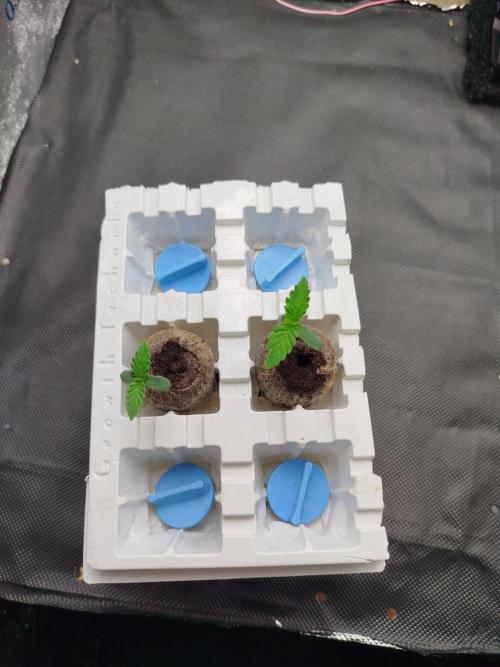 Můj první deník. Week 0