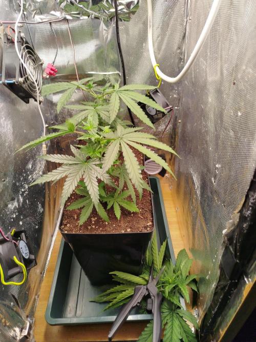 Můj první deník. Week 5 - Topping 