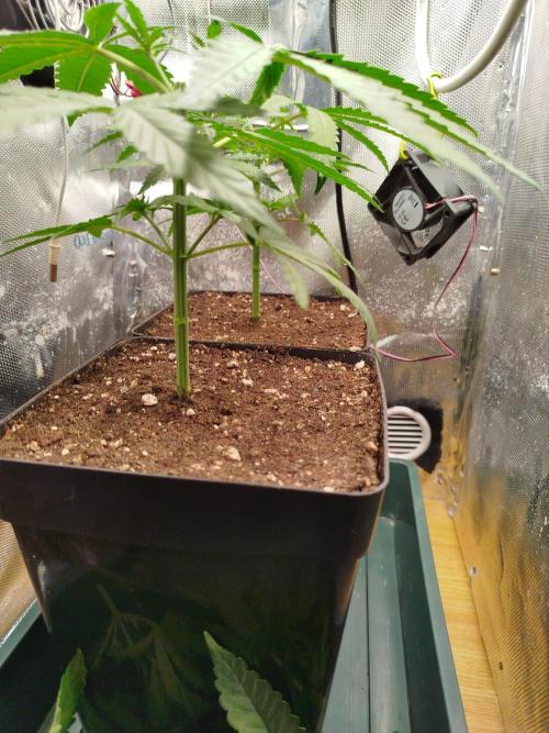 Můj první deník. Week 5 - Defoliace spodků 