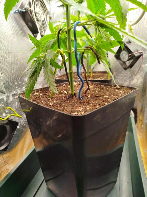 Můj první deník. Week 5 - LST spodních větviček 