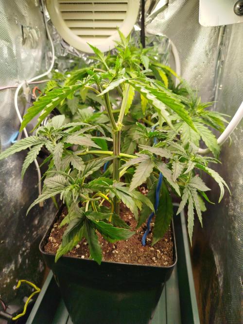 Můj první deník. Week 6 - Topping 