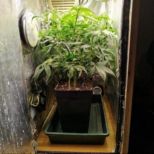 Můj první deník. Week 7 - Poslední pohled do malé skříně 
