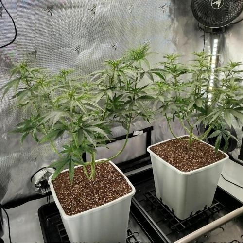 Můj první deník. Week 8 - Po defoliaci 
