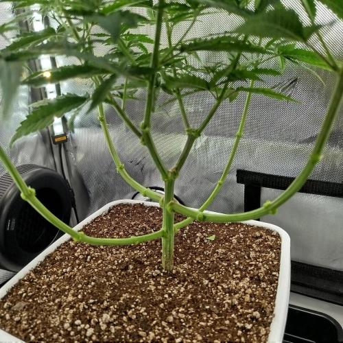 Můj první deník. Week 8 - Kytka 2 