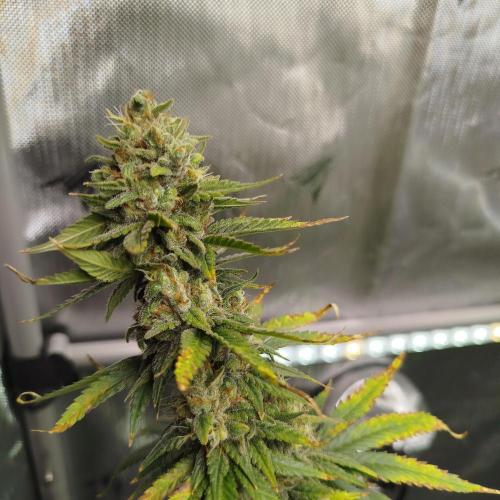 Green Poison Fast Version. Week 14